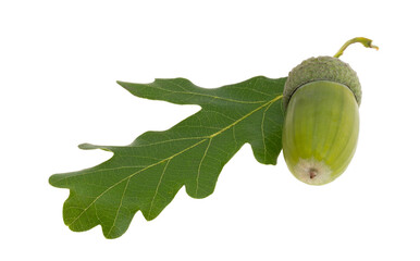 green acorn isolated