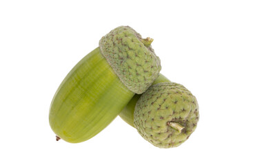 green acorn isolated