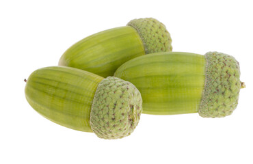 green acorn isolated