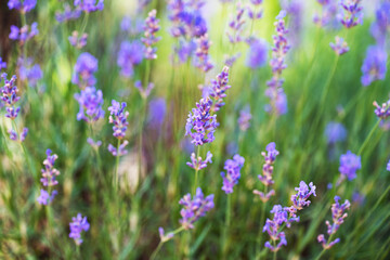 lavender flowers blooming