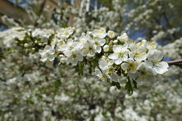 Cherry tree branch in full bloom in April
