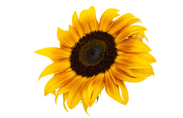Fototapeta premium sunflower flower isolated