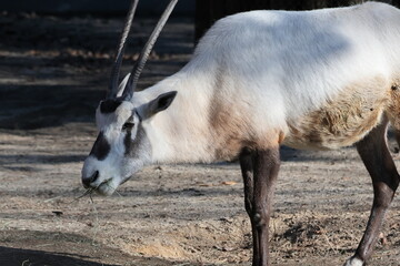 アラビアオリックス