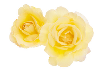 yellow rose isolated