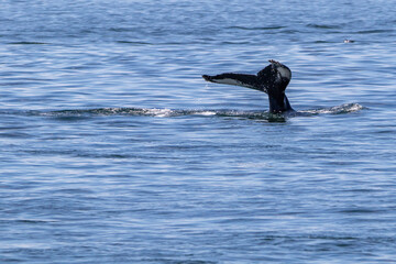 Humpback whale diving fluke