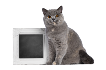 Impressive adult blue tortie British Shorthair cat, sitting beside photo frame filled with blackboard. Looking towards camera with amazing orange eyes. Isolated cutout on transparent background.