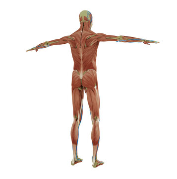 body muscle standing male body illustration with muscle tissues display