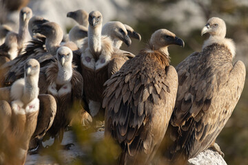 Griffon Vultures in Gorges du Verdon, France