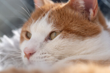 可愛い猫　茶トラ白