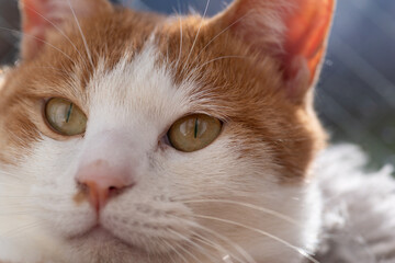 可愛い猫　茶トラ白