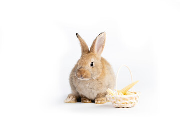 Beautiful brown easter rabbits eating baby corn isolated on white background.