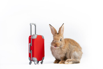 Lovely rabbits with luggage on white background., Easter animal rabbit travel concept.