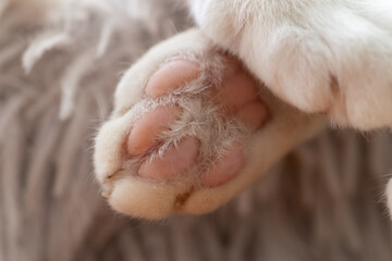 Obraz premium 可愛い猫の足の裏