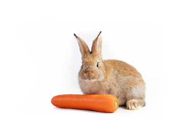 Beautiful brown easter rabbits eating carrot isolated on white background., Healthy lifestyle.