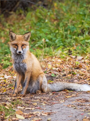 Close up of a red fox Vulpes vulpes, sitting on a path in the forest.