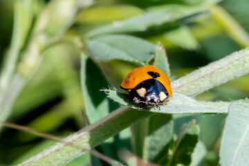 coccinelle vue de face avec ses taches blanches et noires et sa belle carapace orangée se reposant au soleil au bout d'une plante verte
