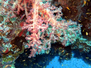Fototapeta na wymiar red sea soft coral reef