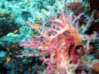 Fototapeta na wymiar red sea soft coral reef