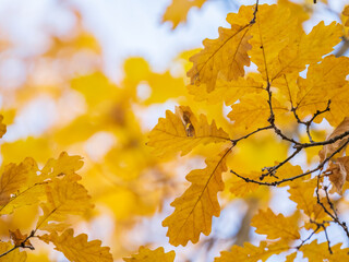 Oak branches with yellow leaves in autumn park