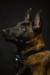 Puppy Belgian Shepherd (Malinois) 