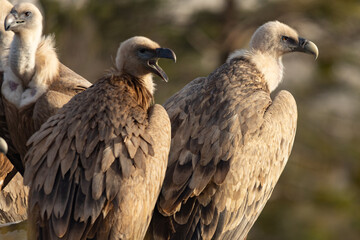 Griffon Vultures in Gorges du Verdon, France