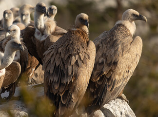 Griffon Vultures in Gorges du Verdon, France