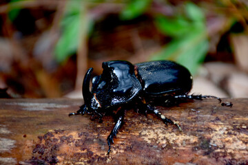 Black-horned beetle, the first rare animal conservation
