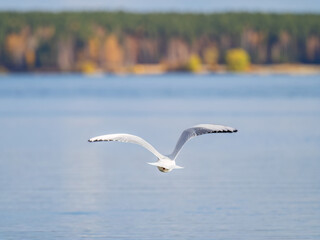 Beautiful Black Headed Gull, in elegant flight over blue water