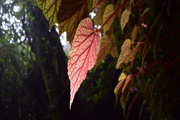 Begonia leaves change color naturally