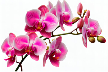 pink blossoming orchid branch on white flower