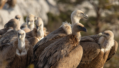Griffon Vultures in Gorges du Verdon, France