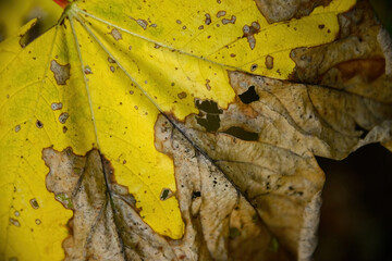Closeup of an autumn leaf