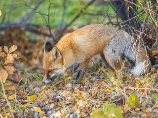The red fox Vulpes vulpes walks along a path in the forest.
