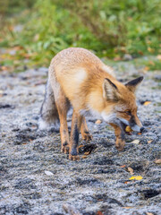 The red fox Vulpes vulpes walks along a path in the forest.