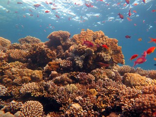 Red Sea fish and coral reef