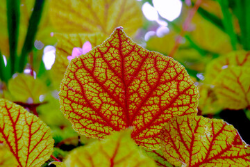 Begonia leaves change color naturally