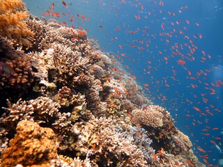 Red Sea fish and coral reef