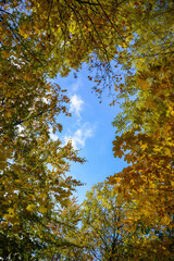 Blue sky and autumn colors in the forest