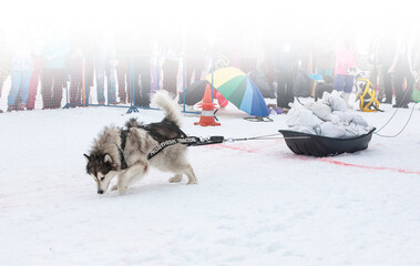 dog in the winter competitions Weight pulling