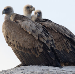 Griffon Vultures in Gorges du Verdon, France