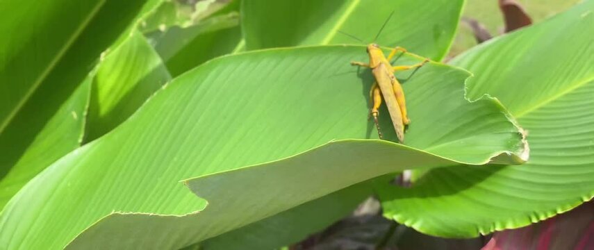 a grasshopper that forages for food and survives on leaves during strong winds