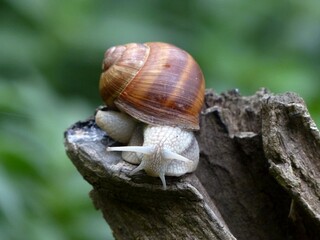 escargot de bourgogne avec ses cornes et sa carapace brun orangée se promenant en haut d'une souche d'arbre après une pluie d'été
