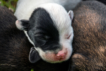 black and white muzzle of a sleeping puppy