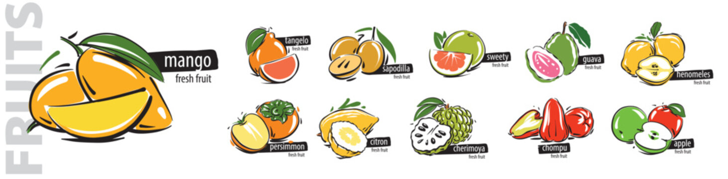 Vector set of painted all fruits on a white background