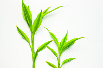 Fototapeta na wymiar Green plants frame on a white background. Song of India (Dracaena reflexa). Modern minimalistic mockup. Flat Lay