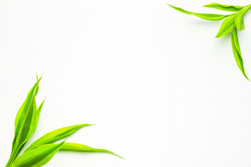Obraz premium Minimalistic background with plants.Song of India (Dracaena reflexa). Green leaves on white. Modern minimalistic mockup with empty space. Flat Lay