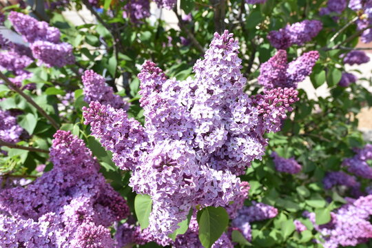 bez, kwiaty, wiosna, fioletowe, krzew, kwiat, fiolet, , lato, kwiatowy, ogrodnictwo, pora roku, maj, barwa, bzy, kwitną, 