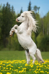 Beautiful white pony stallion rearing up in the field with flowers