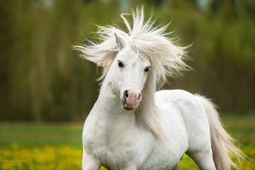 Beautiful white pony stallion with long flying mane