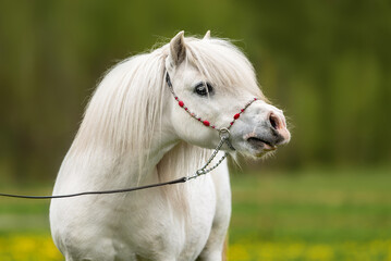 Beautiful white pony stallion in summer